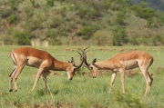 impala (27)